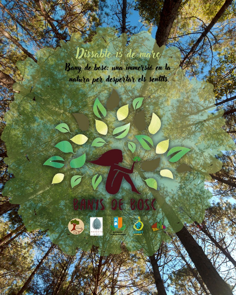 Bany de bosc: una immersió en la natura per despertar els sentits